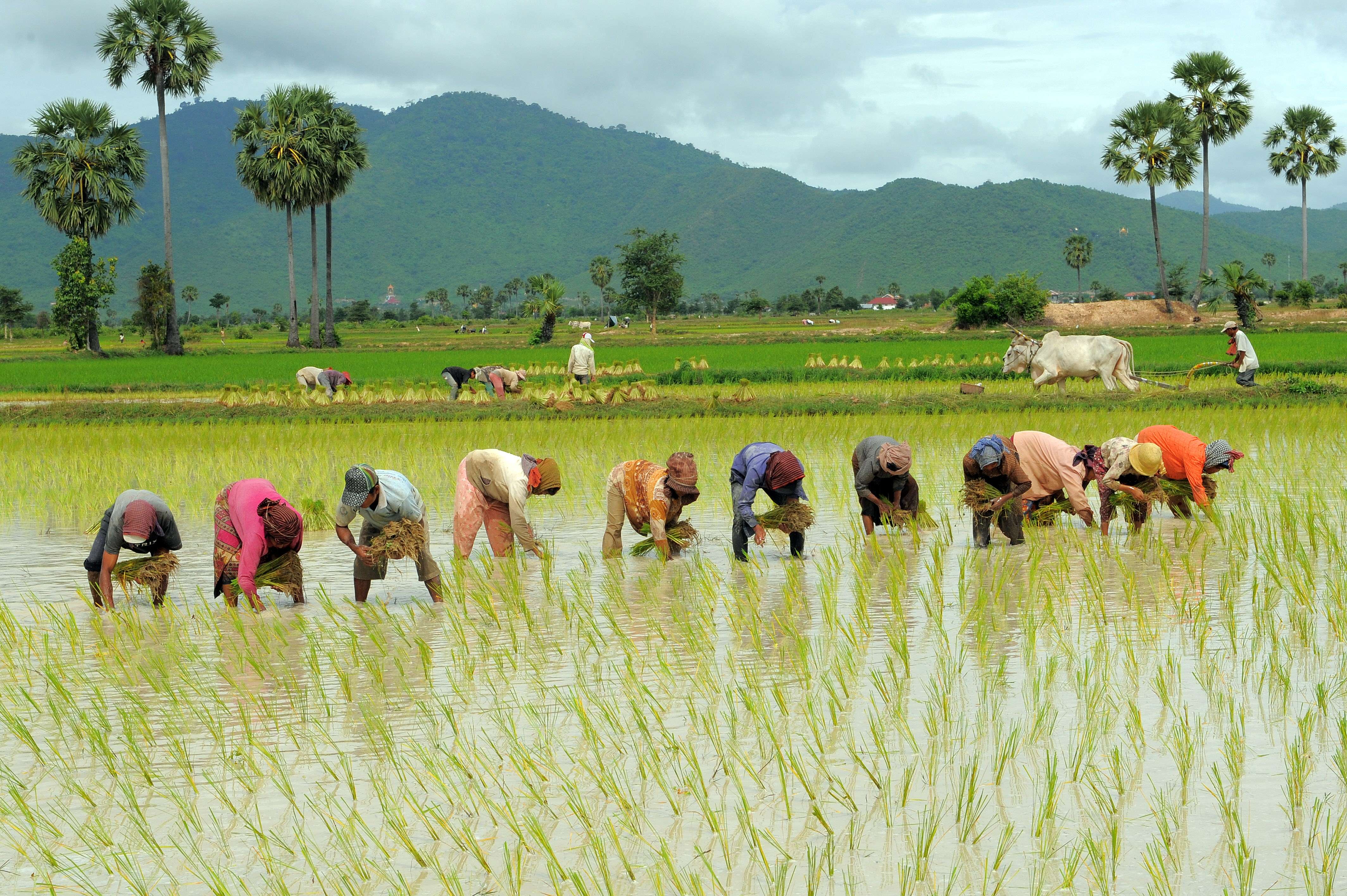 attraction-Kampong Chhnang Economy Farmers Plant Rice.jpg